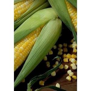 Санрайз F1 - кукурудза цукрова, 5 000 насіння, Agri Saaten (Агрі Заатен) Німеччина фото, цiна